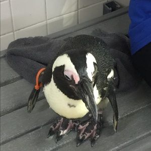 Meet your Posher, Anne